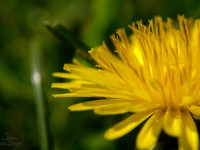 16a
