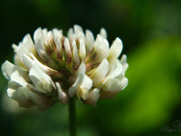 16b