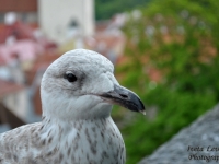 DSC_6641