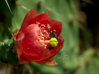 DSC_6000