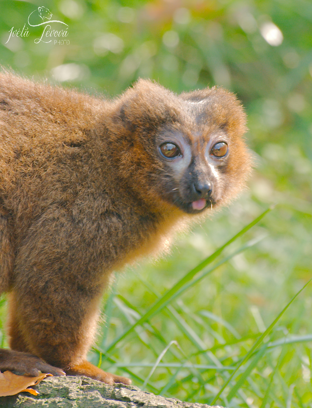 ZOO Ostrava, 29.9.2017 ZOO Ostrava, 29.9.2017